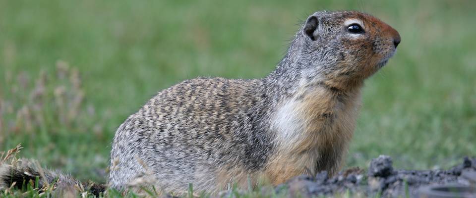 Behavioral Ecology